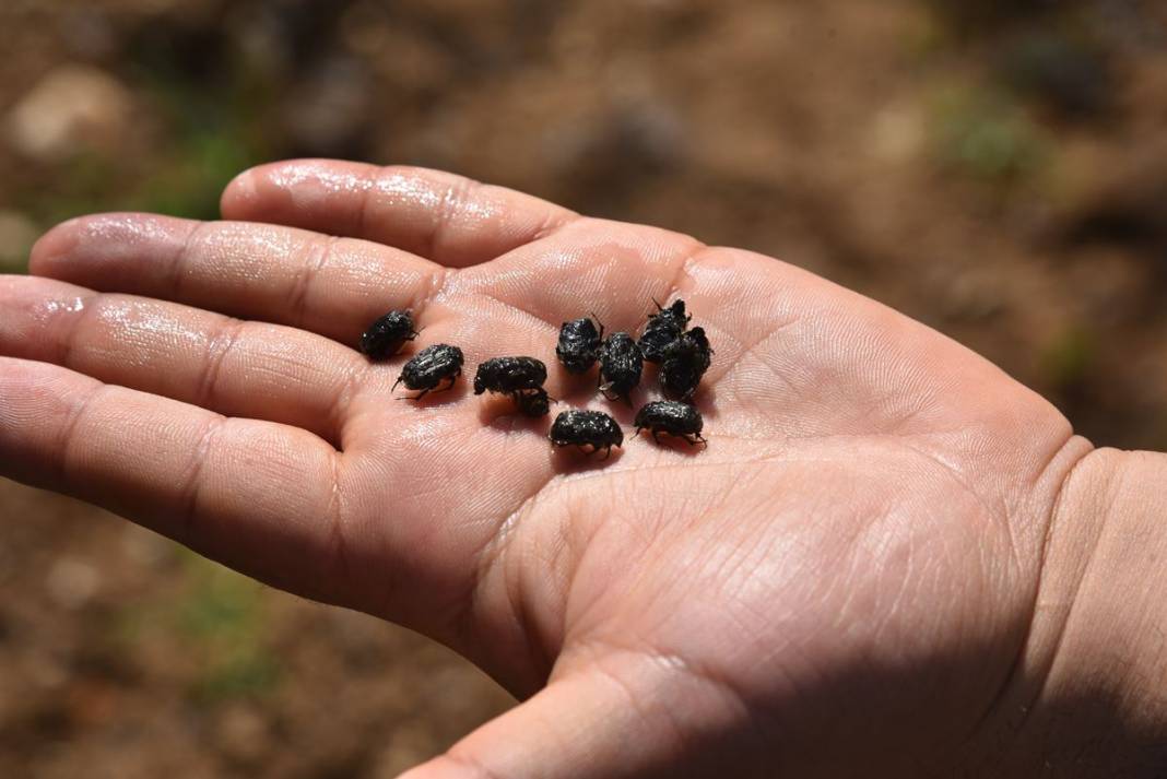 Mavi leğenleri görenler şaştı kaldı! Nedeni ortaya çıktı, 'bakla zınnı'na karşı mucize formül 10